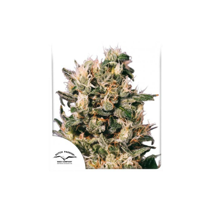 Euforia | Feminisiert