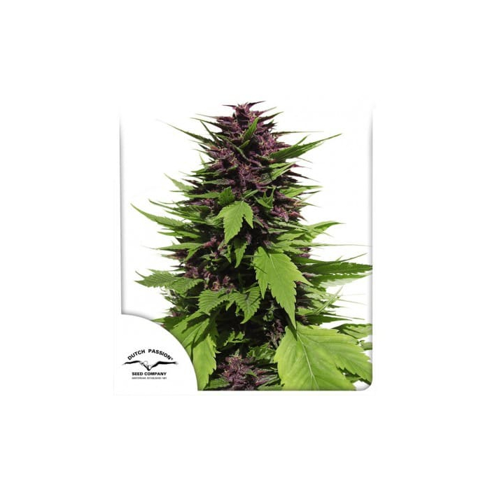 Frisian Duck | Feminisiert