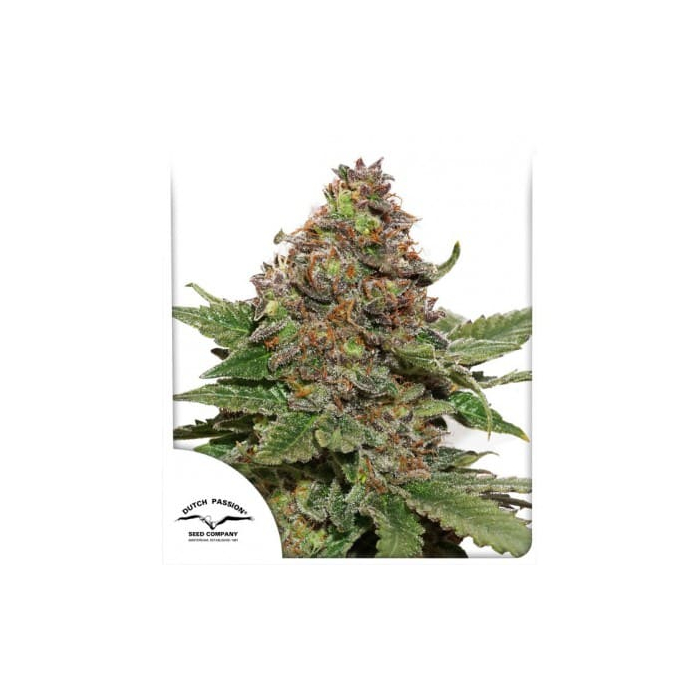Strawberry Cough | Feminisiert