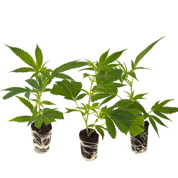 Cannabis-Steckling 3er-Set 