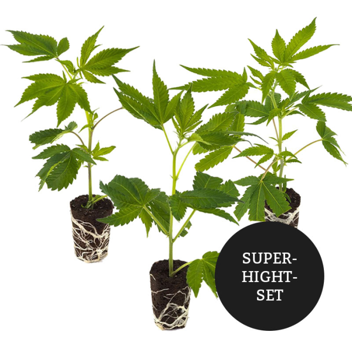 Super-High Stecklinge 3er-Set