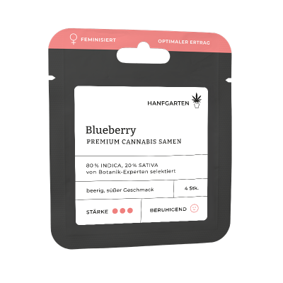 Blueberry | Feminisiert Vorderansicht