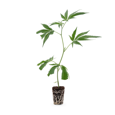 Apple Fritters Steckling 