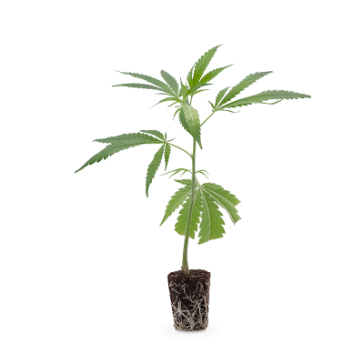 Gorilla Zkittlez Steckling 