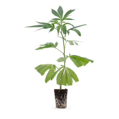 Mimosa EVO Steckling 