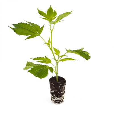 Dantes Inferno Steckling