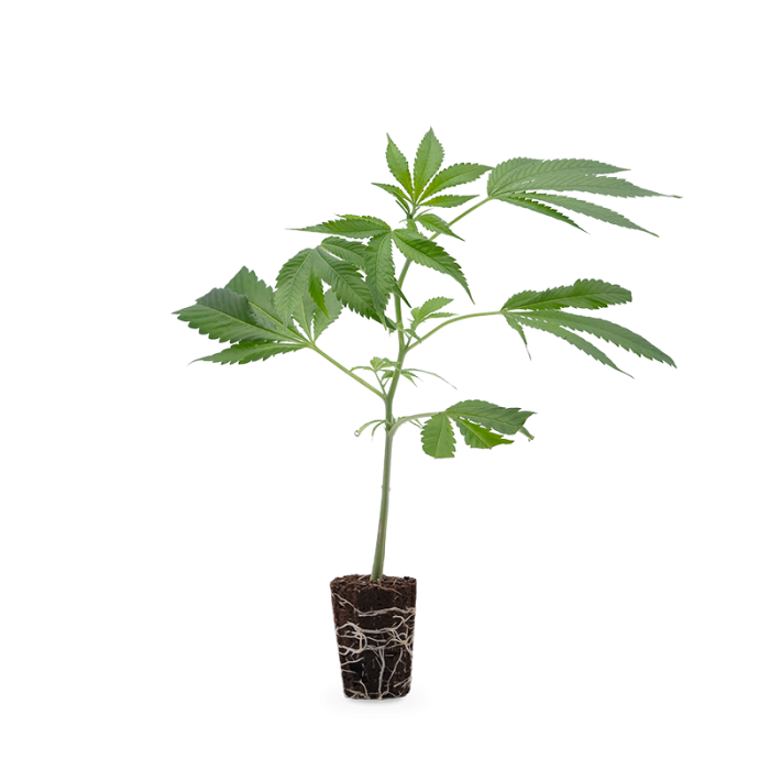 MAC - Miracle Alien Cookies