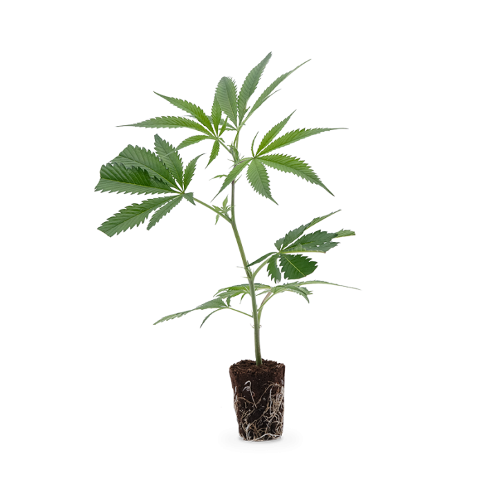 St. Gallen OG CBD Genetics