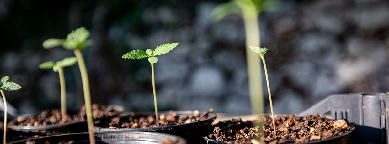 Kompletní návod: Jak úspěšně naklíčit semena konopí