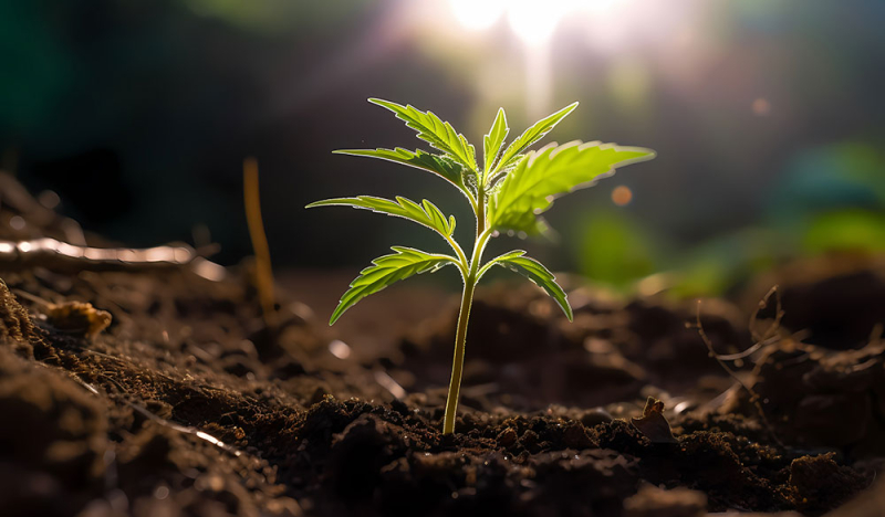 10 nejčastějších chyb začátečníků při pěstování konopí