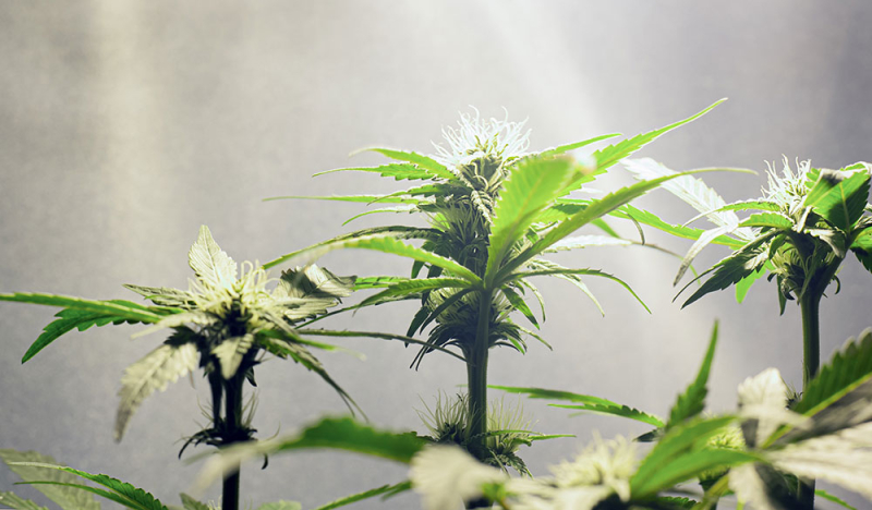 Top 10 odrůd konopí pro pěstování v interiéru