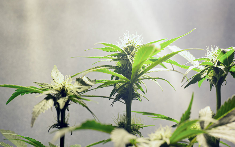Top 10 odrůd konopí pro pěstování v interiéru