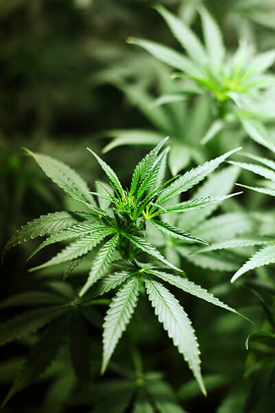 Erfahrungen mit Dutch Passion