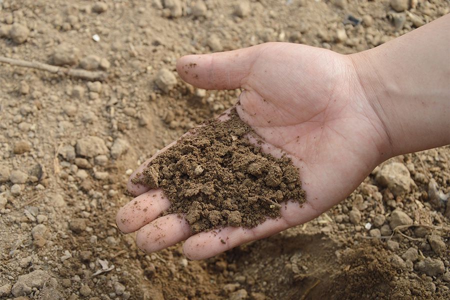 Výběr perfektní půdy pro konopí na pěstování