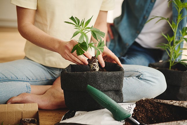 Vysazení semen nebo řízků a první hnojení