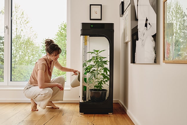 Vegetativní fáze – rostlina konopí roste