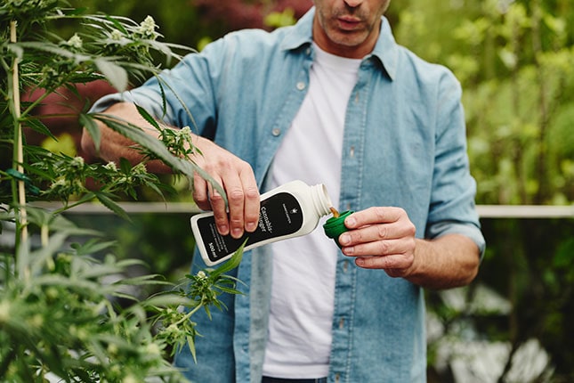 Přirozený růst konopí ve vegetativní fázi venku