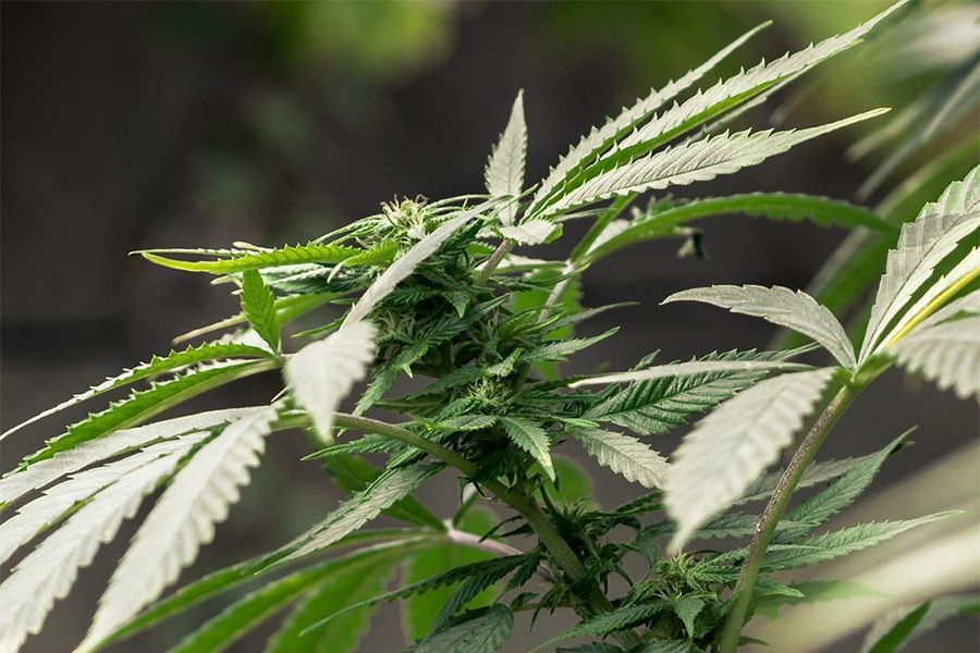 Na co byste si u svého pěstebního boxu měli rozhodně dát pozor