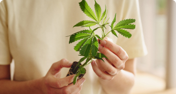 Premium Hanfstecklinge