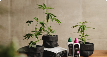 Cannabis Anbau Indoor Rundum Sorglos Paket